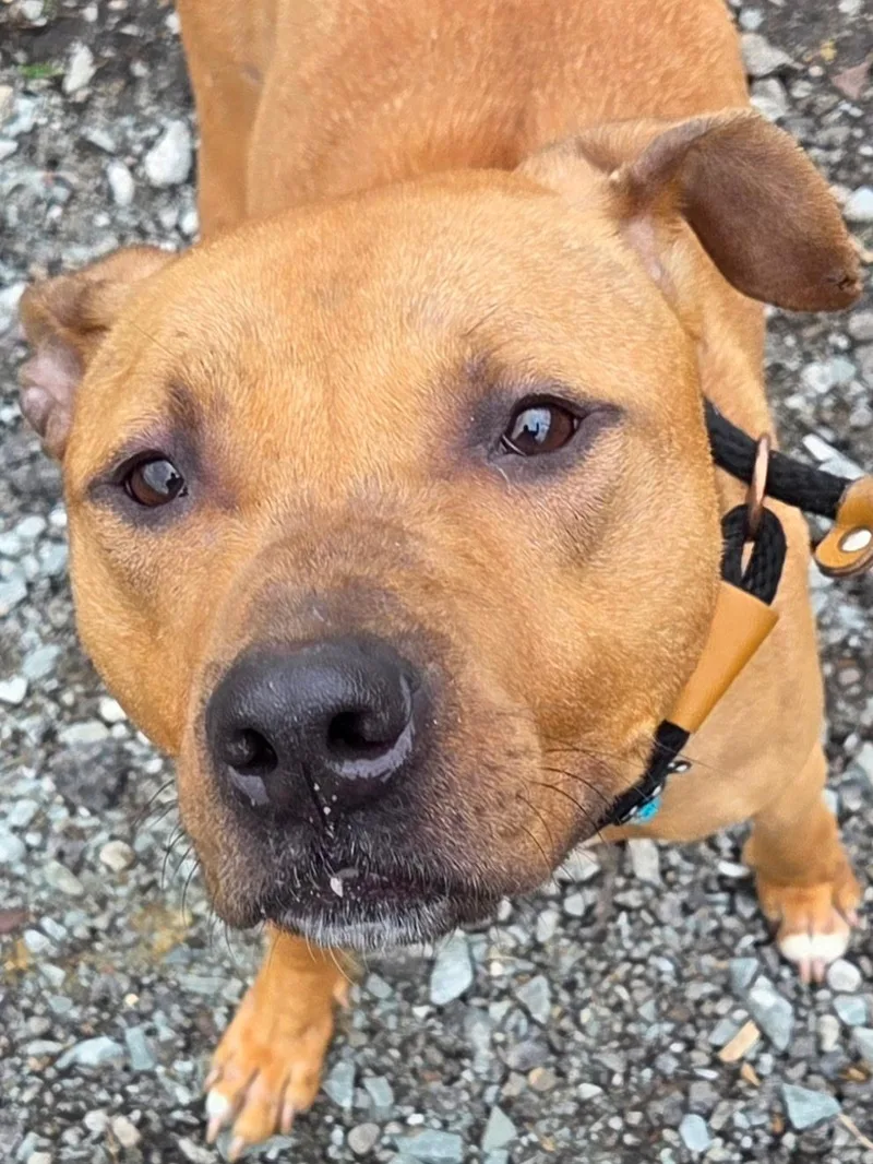 An adult medium-sized male Brown / Chocolate Mixed Breed dog named Chance for adoption in McKeesport, PA