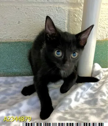 A baby small-sized female Domestic Medium Hair cat named Aelin for adoption in West Palm Beach, FL