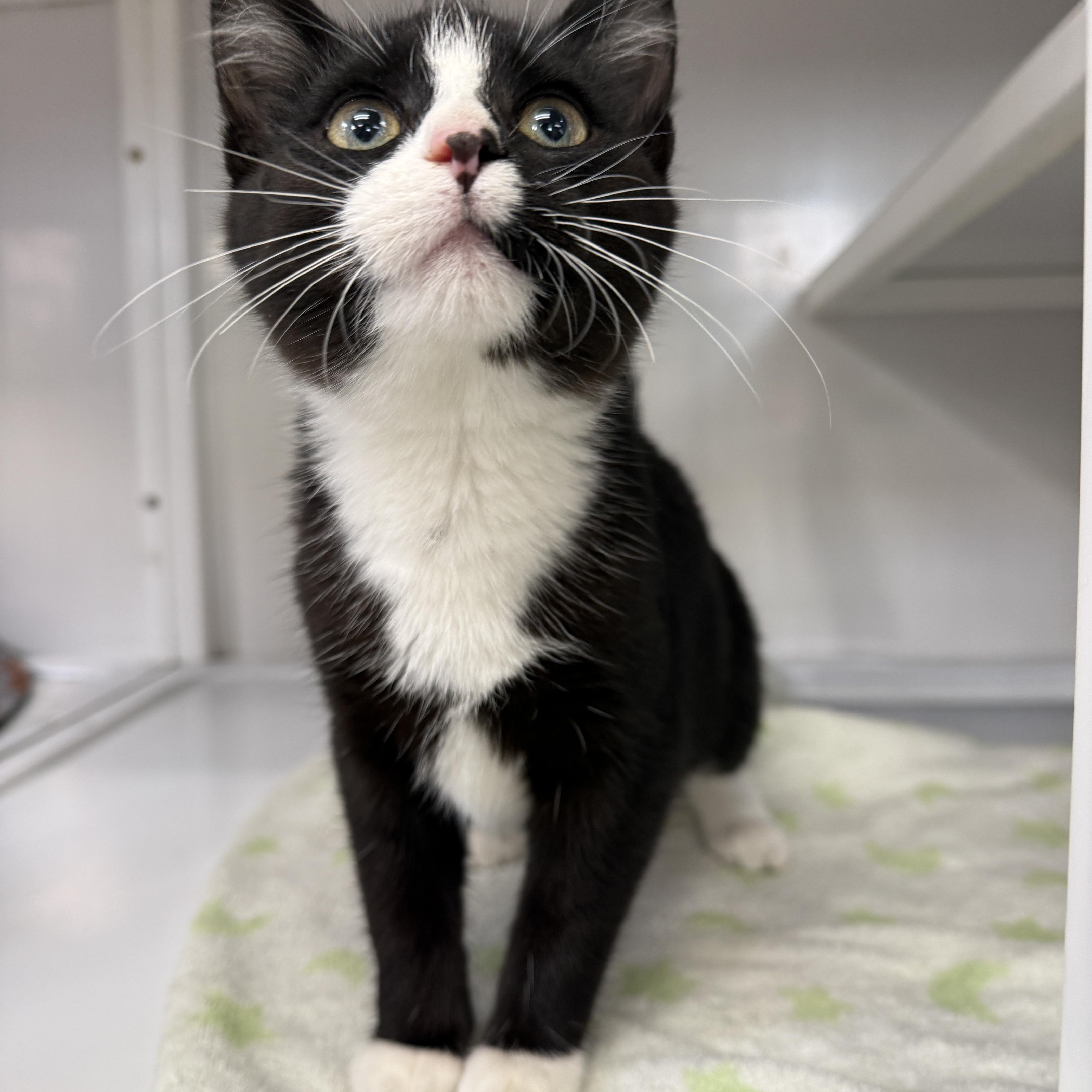 A baby medium-sized female Black & White / Tuxedo Domestic Short Hair cat named Shock for adoption in Oconto, WI