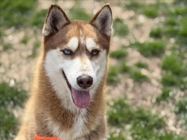 A young large-sized male Husky dog named Yujiro for adoption in Tulsa, OK