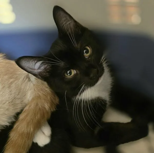 A baby small-sized female Domestic Short Hair cat named Godiva for adoption in Oakland, CA