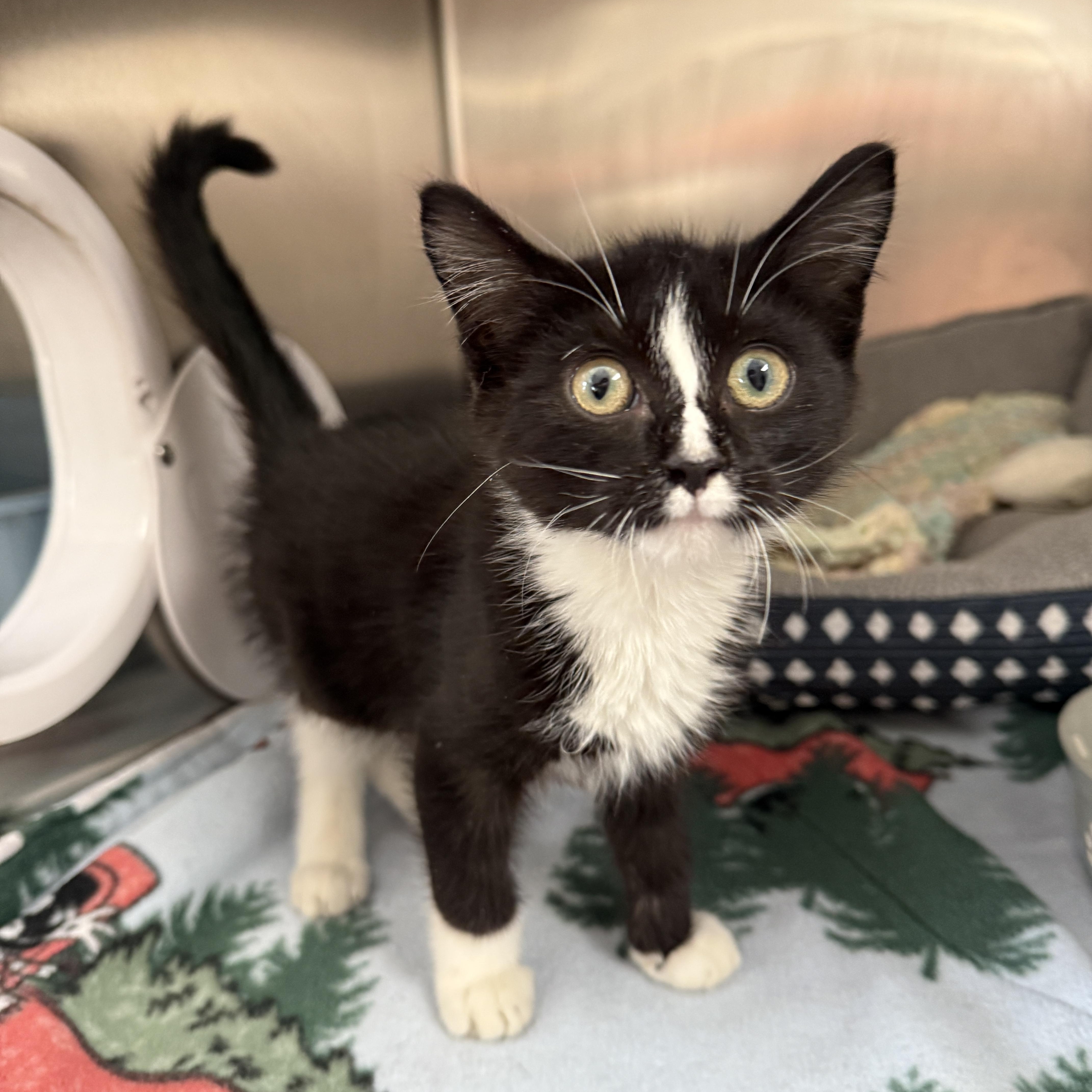 A baby small-sized male Black & White / Tuxedo Domestic Medium Hair cat named Little one for adoption in Oconto, WI