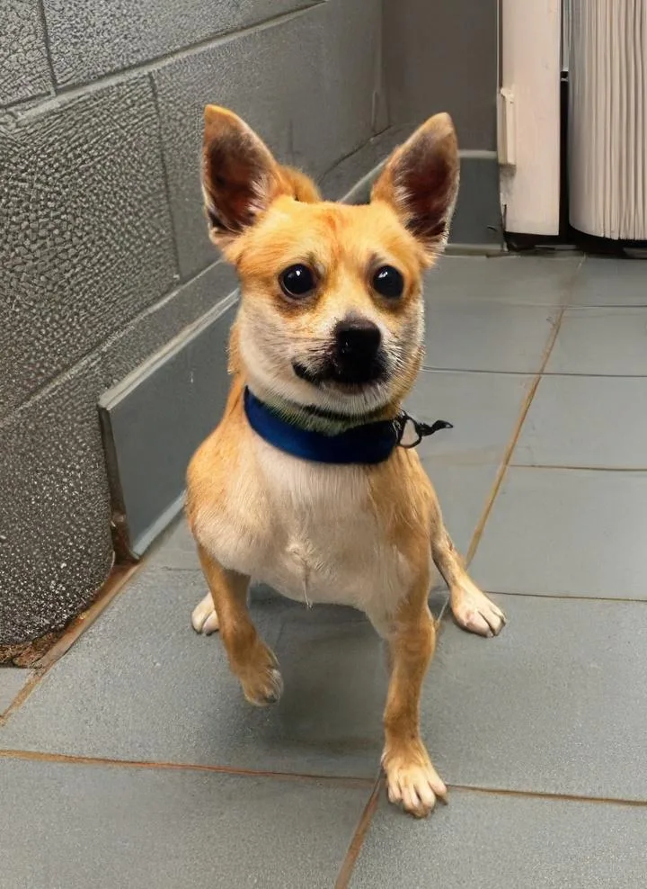 An adult small-sized male White / Cream Mixed Breed dog named Luigi for adoption in Nashville, TN