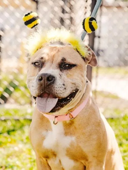 An adult medium-sized female Mixed Breed dog named Franny for adoption in West Chester, PA