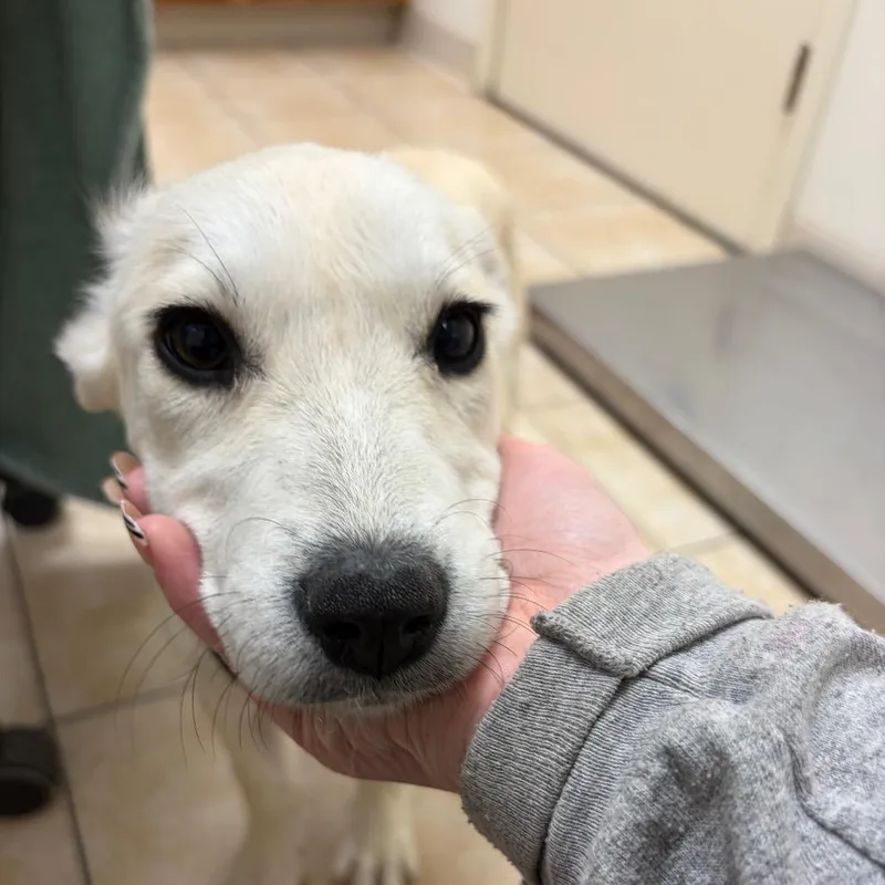 Smoothie thumbnail 2