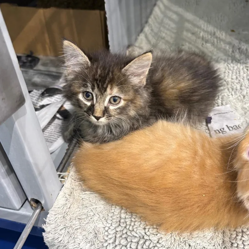 A baby small-sized female Torbie Domestic Medium Hair cat named Rosalynn for adoption in Concord, NH