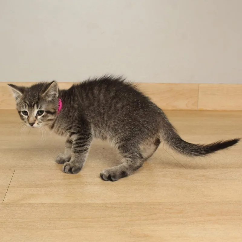 A baby small-sized female Brown / Chocolate Domestic Short Hair cat named Sally C for adoption in Minnetonka, MN