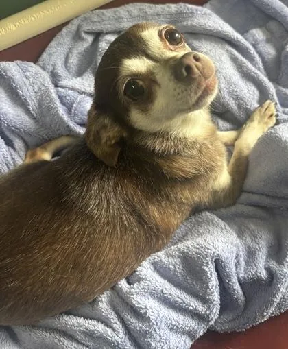Coco Kohi