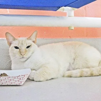 An adult medium-sized female Domestic Short Hair cat named Lolo for adoption in Largo, FL