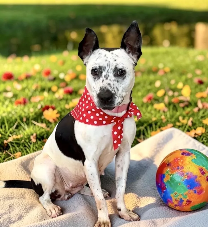 An adult medium-sized female Cattle Dog dog named Purdy for adoption in Perry, IA