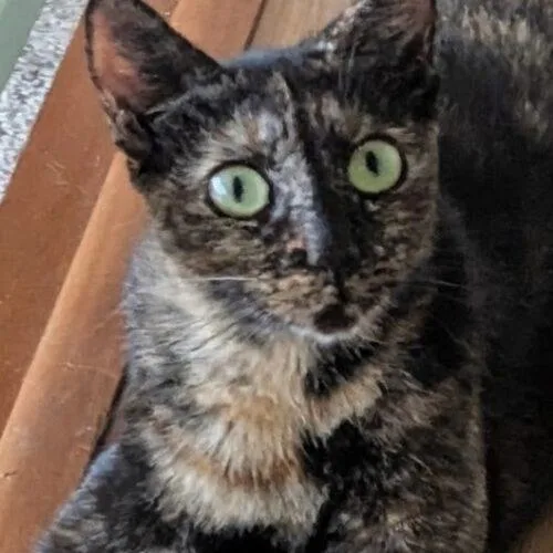A young medium-sized female Tortoiseshell Domestic Short Hair cat named Phoebe from Friends for adoption in Tampa, FL