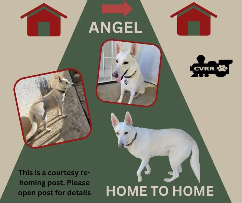 Angel Home To Home