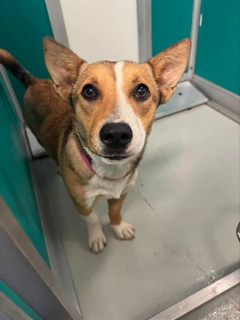 A young medium-sized female Cardigan Welsh Corgi dog named Lucy for adoption in Oklahoma City, OK