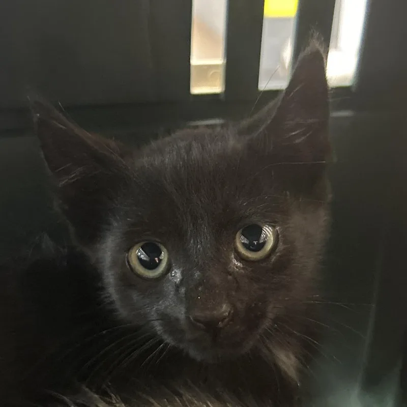 A baby small-sized male Black Domestic Short Hair cat named Ashton for adoption in Leander, TX