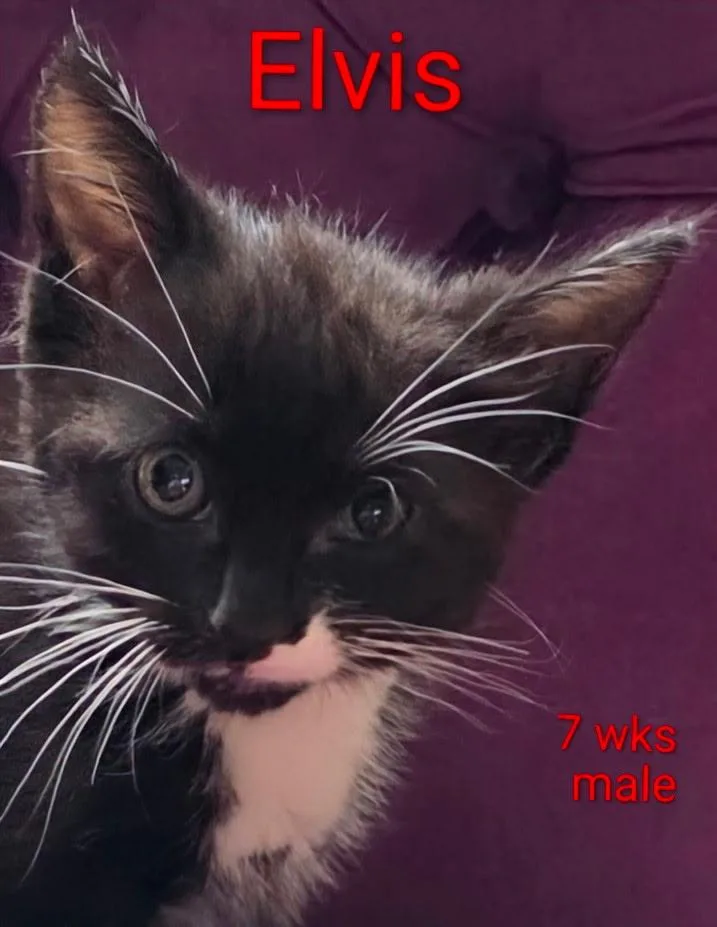 A baby medium-sized male Black & White / Tuxedo Domestic Medium Hair cat named Elvis for adoption in Monrovia , CA
