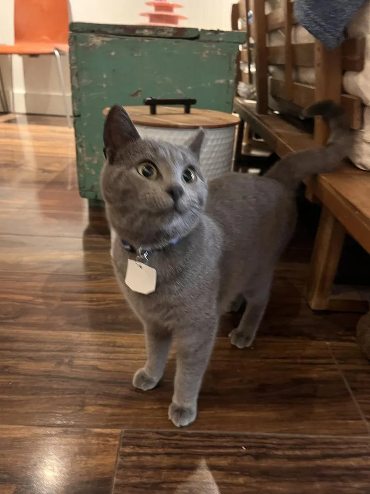 A young small-sized male Gray / Blue / Silver Domestic Short Hair cat named Tonie for adoption in Lewisburg, PA