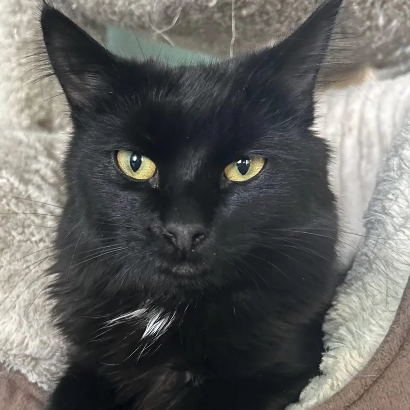A baby medium-sized female Black American Shorthair cat named Hersheys for adoption in Laguna Woods, CA