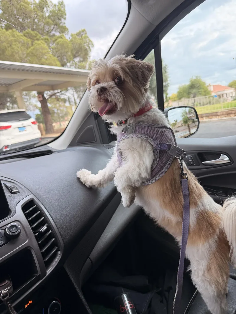 An adult small-sized female Red / Chestnut / Orange Shih Tzu dog named Lucy for adoption in Las Vegas, NV