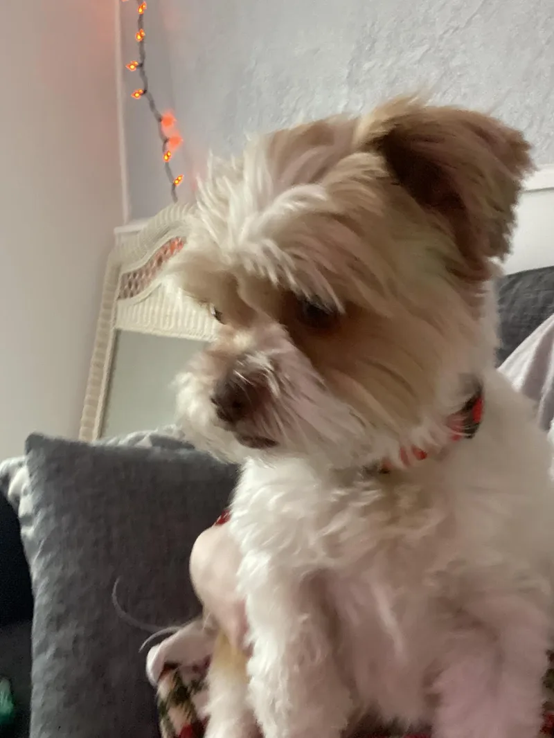 Lucy thumbnail 2