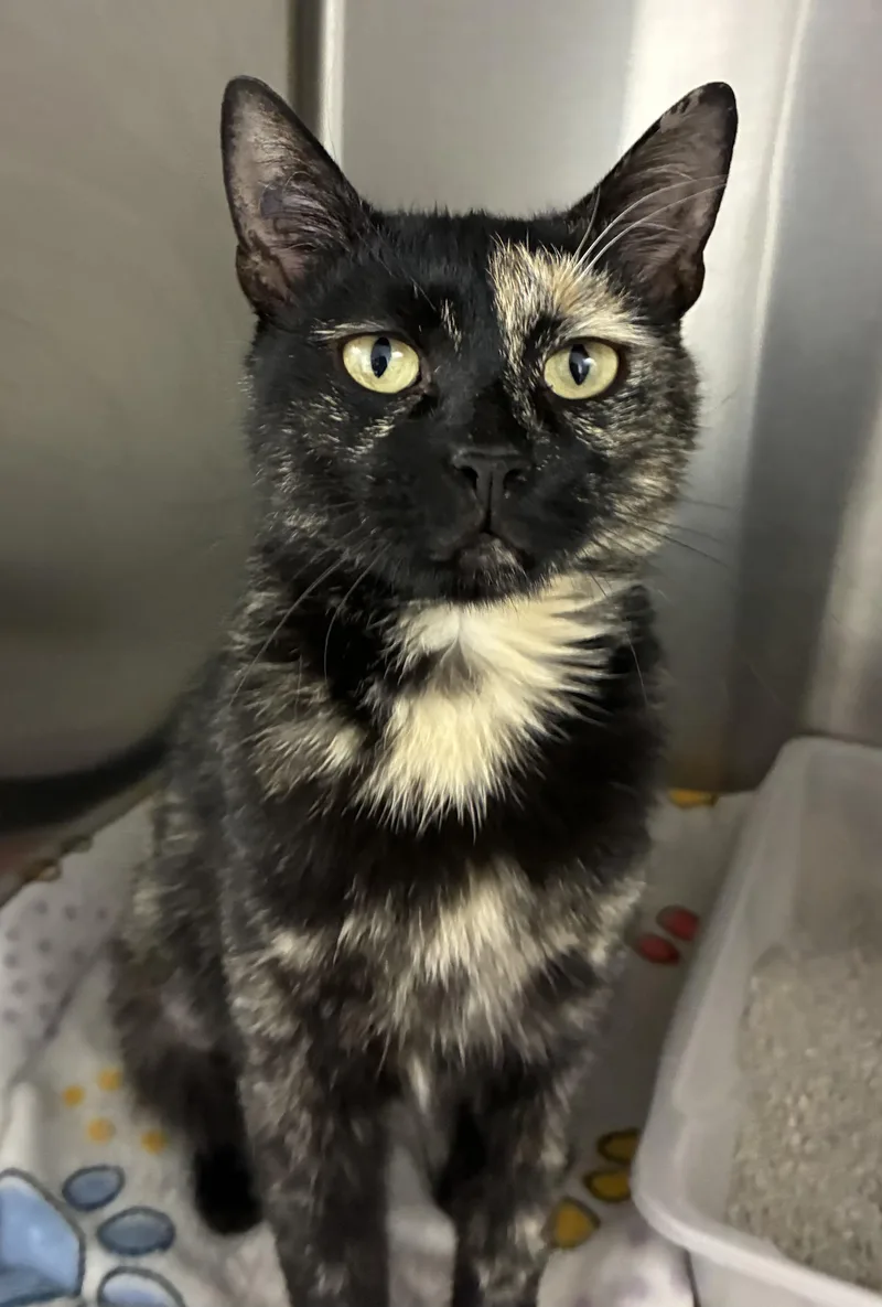 An adult medium-sized female Tortoiseshell Domestic Short Hair cat named Gingersnap for adoption in Breinigsville, PA