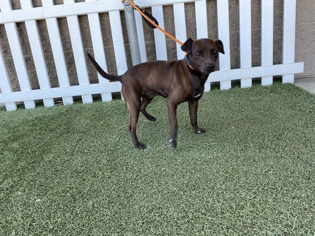 A young small-sized male Chihuahua dog named Chip for adoption in Modesto, CA