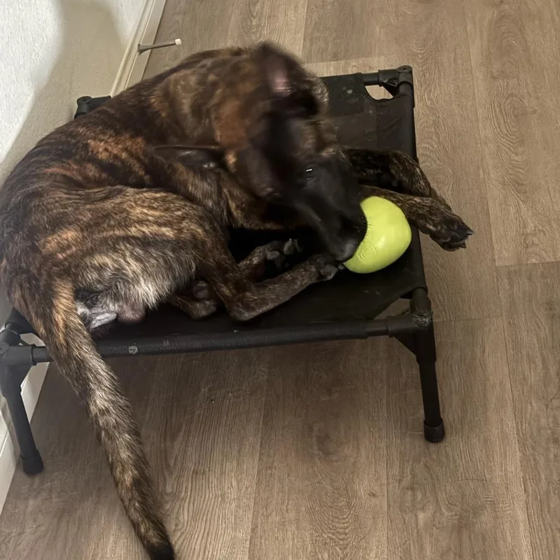 An adult medium-sized male Brindle Dutch Shepherd dog named Donald for adoption in Las Vegas, NV