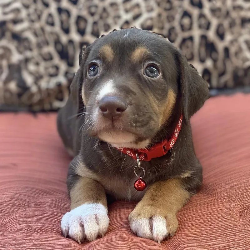 A baby large-sized male Shepherd dog named Africa Pup  Ghana for adoption in San Diego, CA