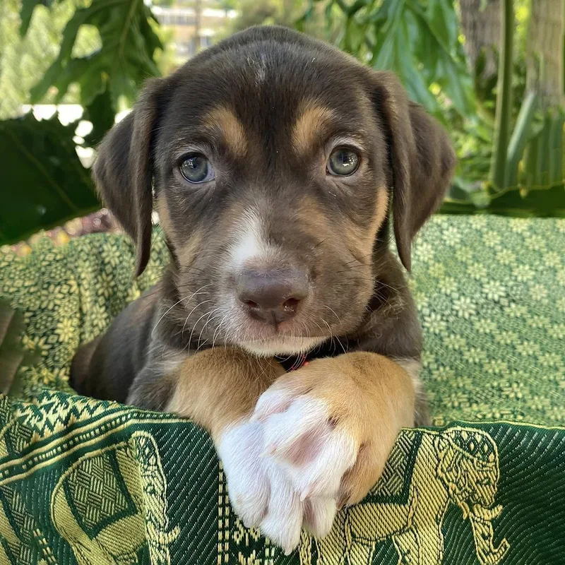 Africa Pup  Ghana thumbnail 3