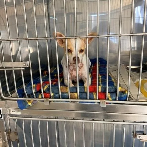 An adult small-sized female White / Cream Chihuahua dog named Bambi for adoption in Hawthorne, CA