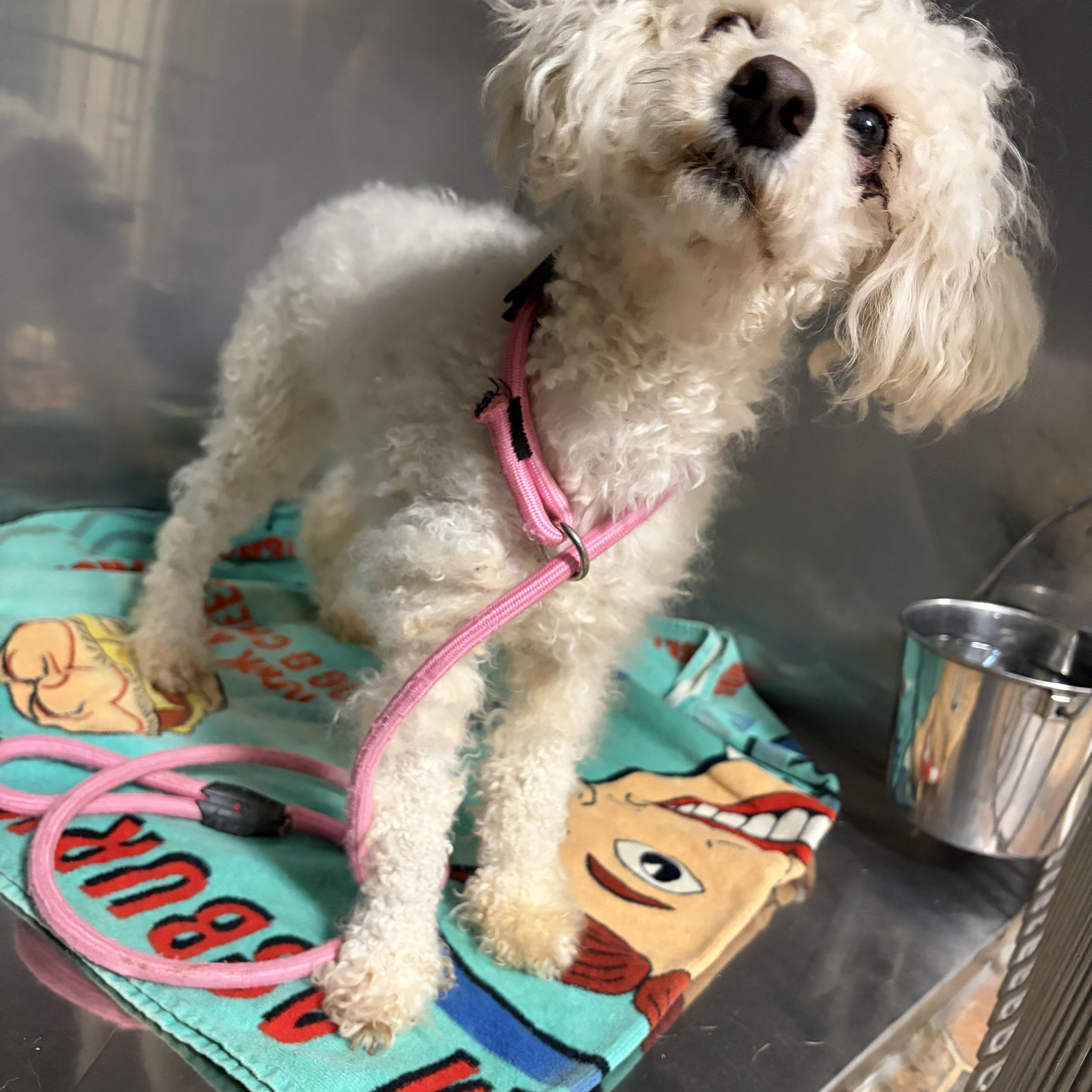 An adult small-sized female White / Cream Miniature Poodle dog named Juliette for adoption in Warren, NJ