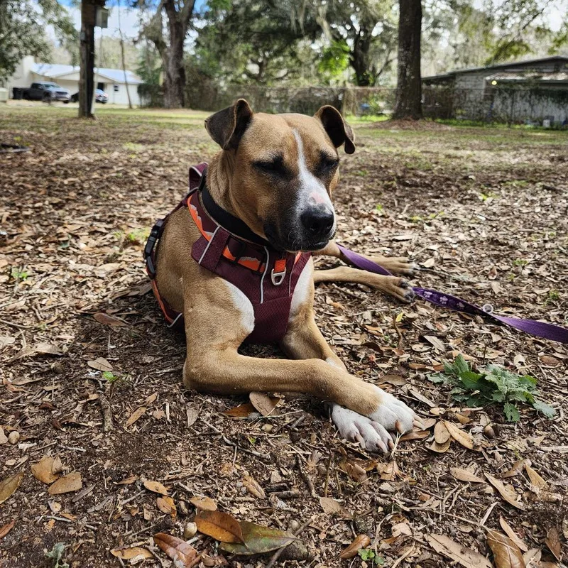 An adult medium-sized female Yellow / Tan / Blond / Fawn Mixed Breed dog named Brooklyn for adoption in Gainesville, FL