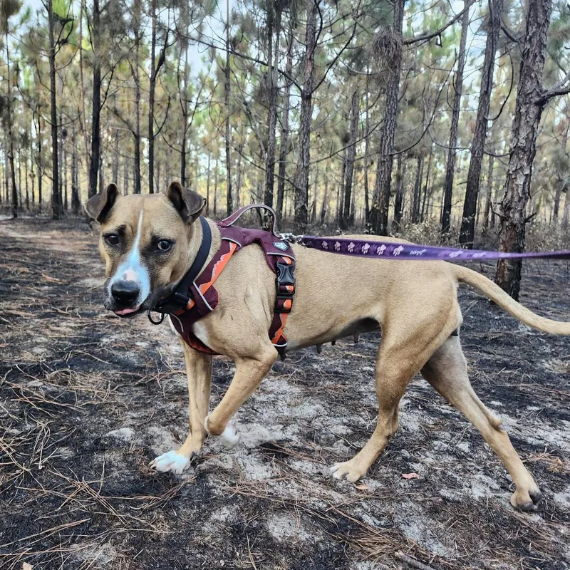 Brooklyn thumbnail 4