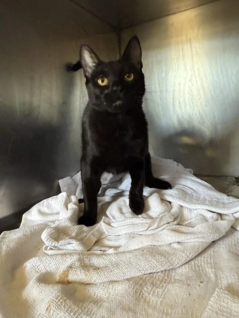 A young small-sized female Domestic Short Hair cat named Bellona for adoption in Pine Grove, PA