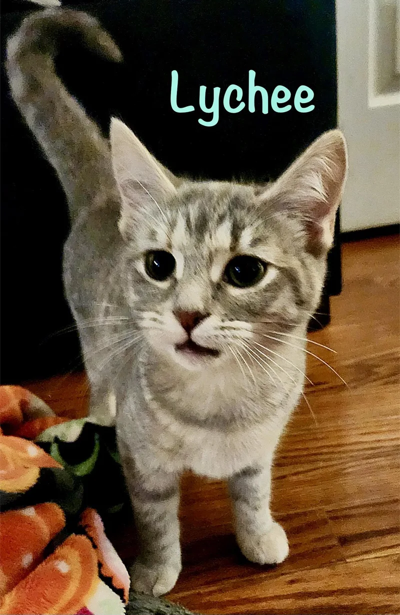 A baby medium-sized female Domestic Short Hair cat named Lychee for adoption in Reston, VA