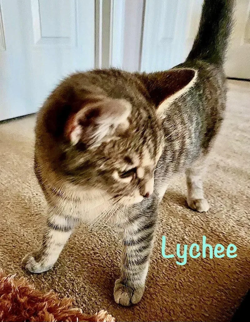 Lychee thumbnail 2