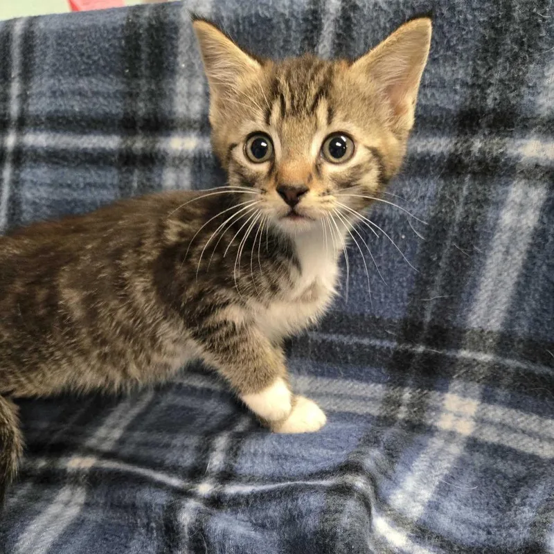 A baby small-sized male Black Domestic Short Hair cat named Apple Jacks for adoption in Spruce Pine, NC