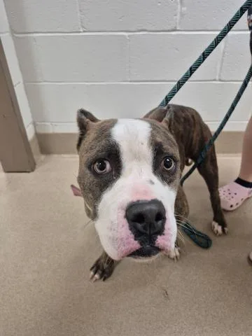 A young medium-sized female Pit Bull Terrier dog named Skye for adoption in Decatur, IL
