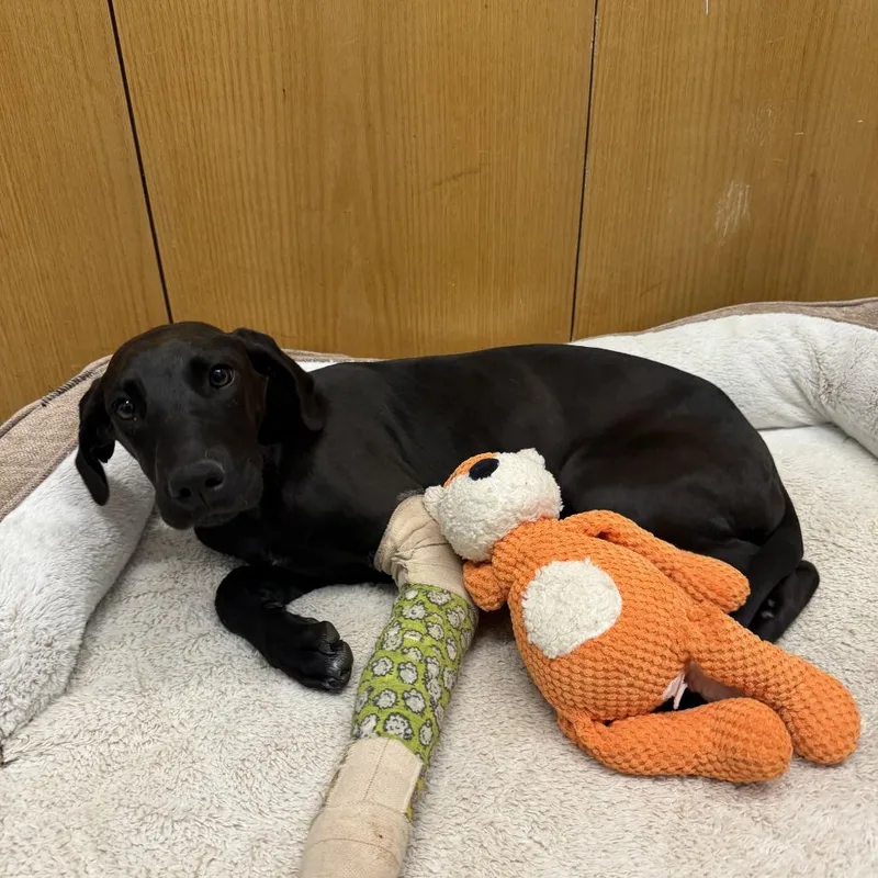 A young medium-sized female Black Hound dog named Lucy for adoption in Durango, CO
