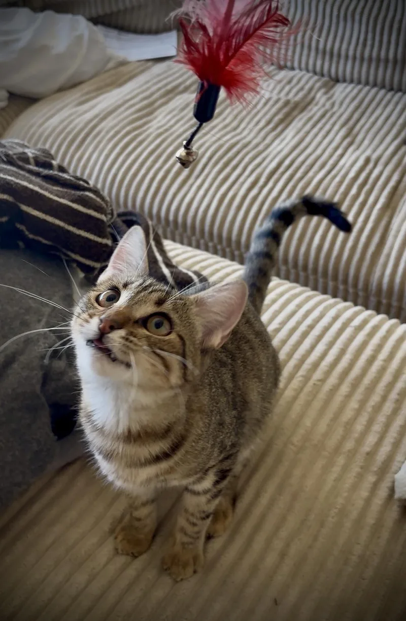 A baby medium-sized female Tabby (Leopard / Spotted) Tabby cat named Purrsephone Rue for adoption in Los Angeles, CA