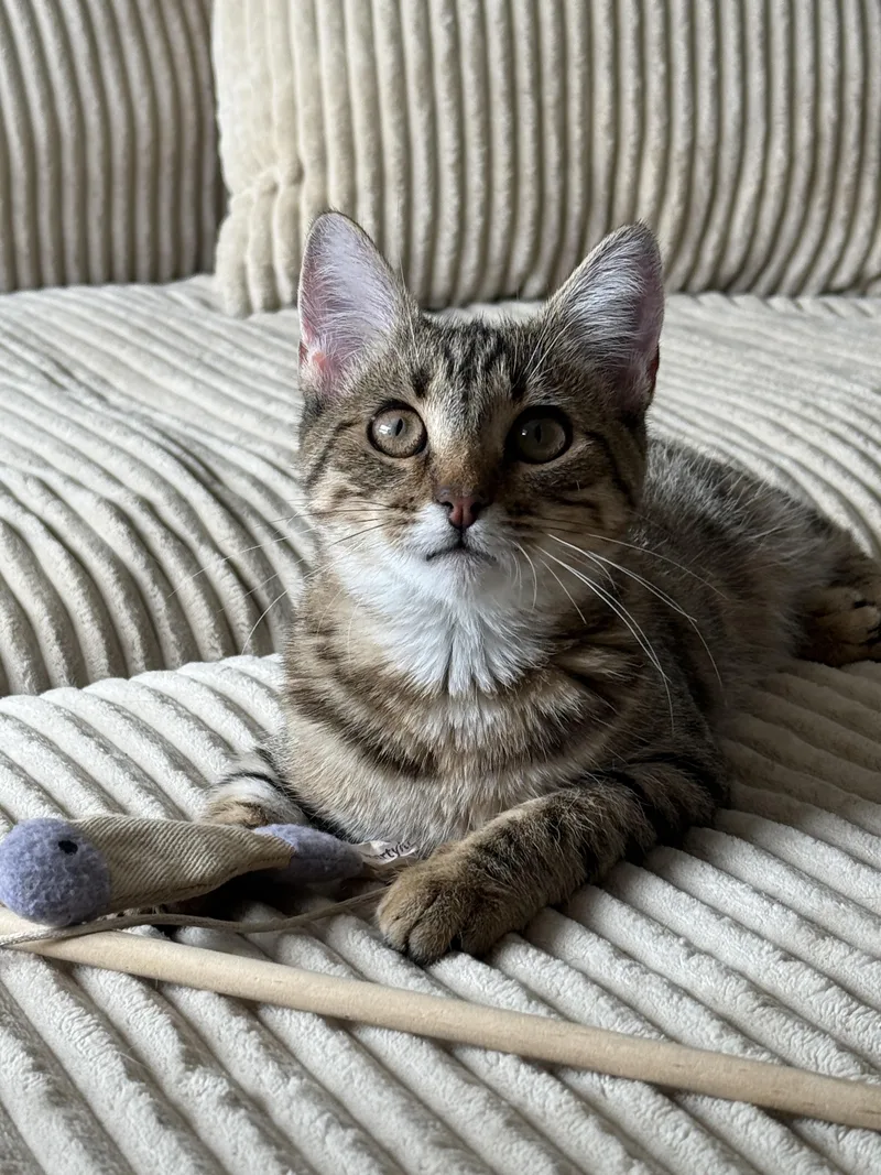 Purrsephone Rue thumbnail 2