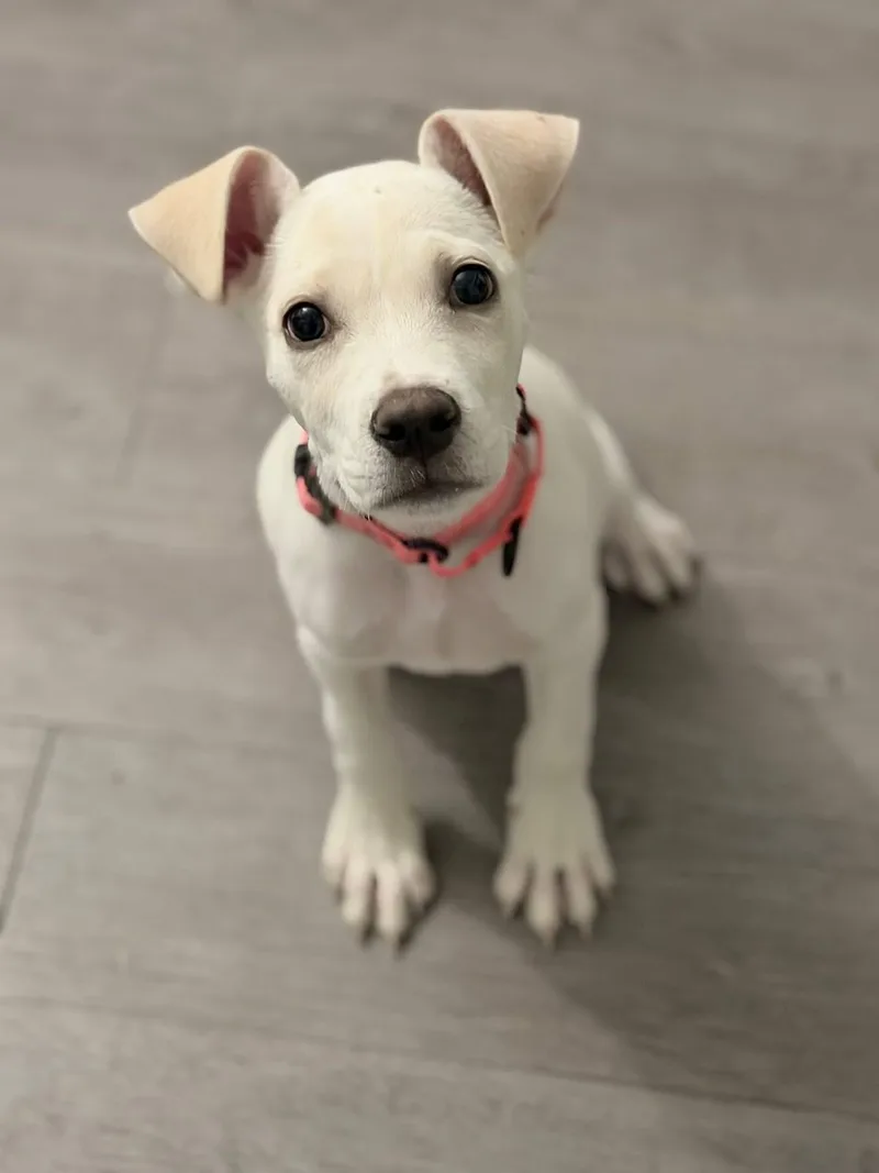 A baby medium-sized female White / Cream Mixed Breed dog named Trix for adoption in Highland, NY