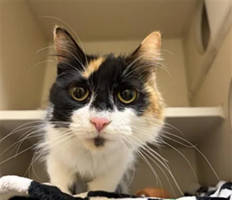 A young medium-sized female Domestic Medium Hair cat named Truffles for adoption in Denver, CO