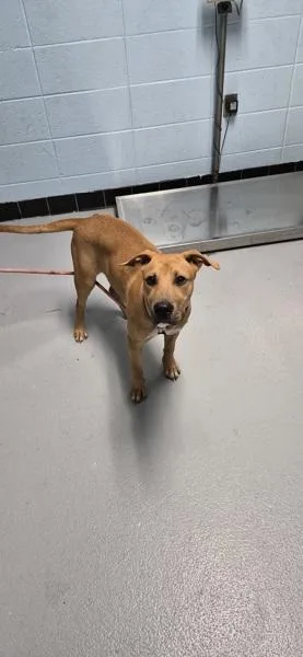 A young medium-sized male Labrador Retriever dog named Pen  Paco for adoption in Lawrenceville, GA