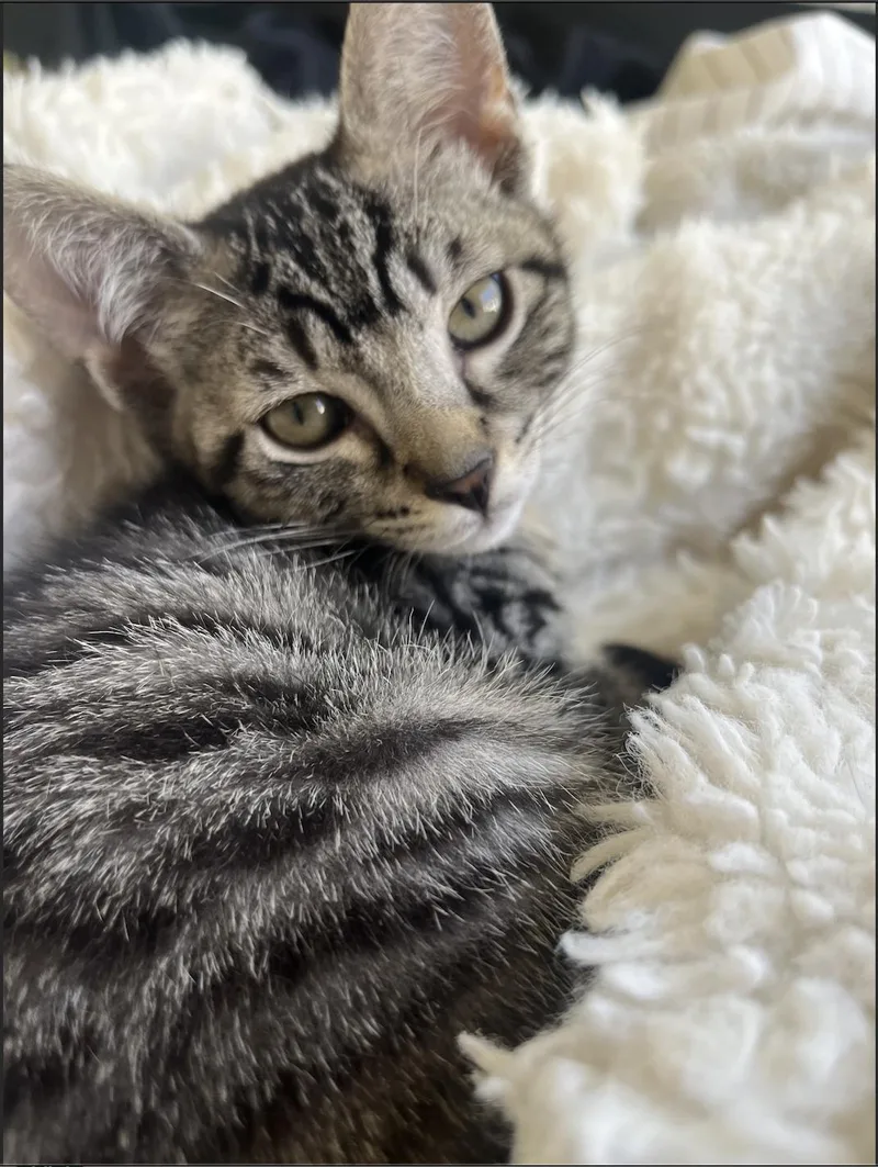 A baby small-sized male Tabby (Brown / Chocolate) Domestic Short Hair cat named Ikeda's Market for adoption in Davis, CA