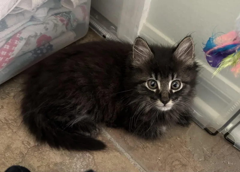 A baby medium-sized male Brown / Chocolate Domestic Long Hair cat named Ringo for adoption in Oviedo, FL