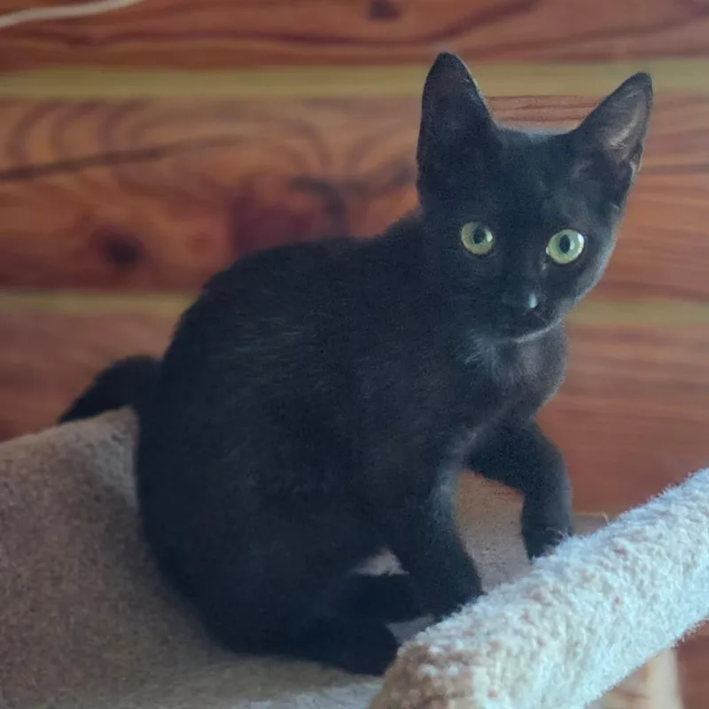 A baby small-sized female Black Domestic Short Hair cat named Mountain Glacier for adoption in Fredericksburg, VA