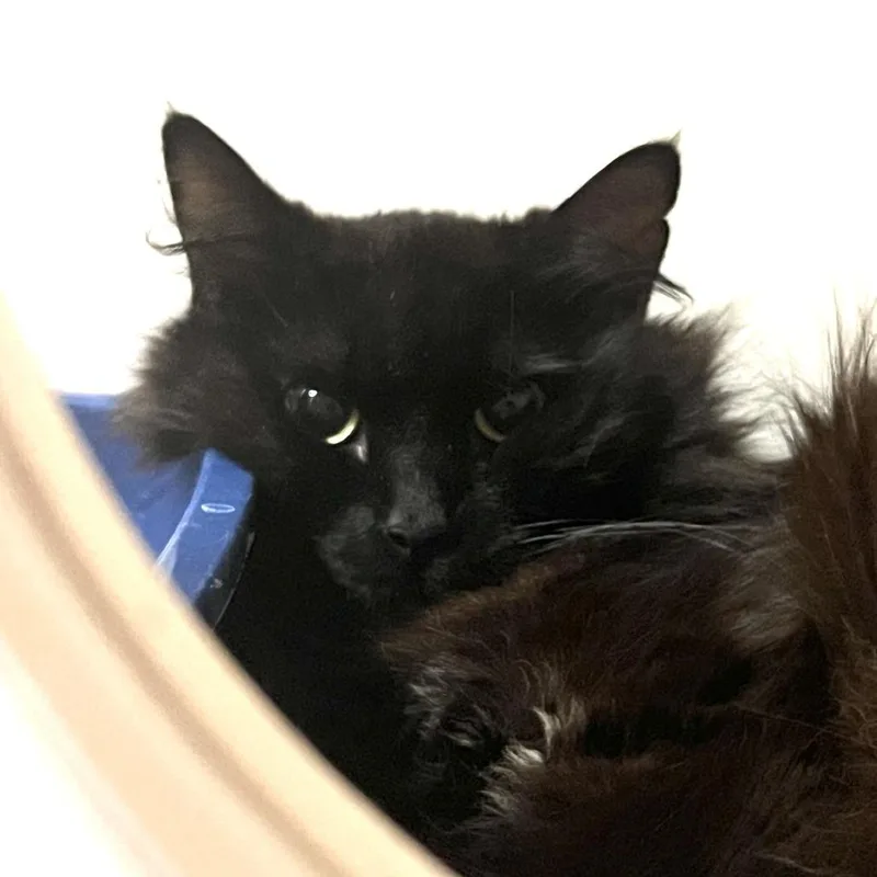 A young large-sized male Black Domestic Short Hair cat named Working Cat Mike for adoption in Tacoma, WA