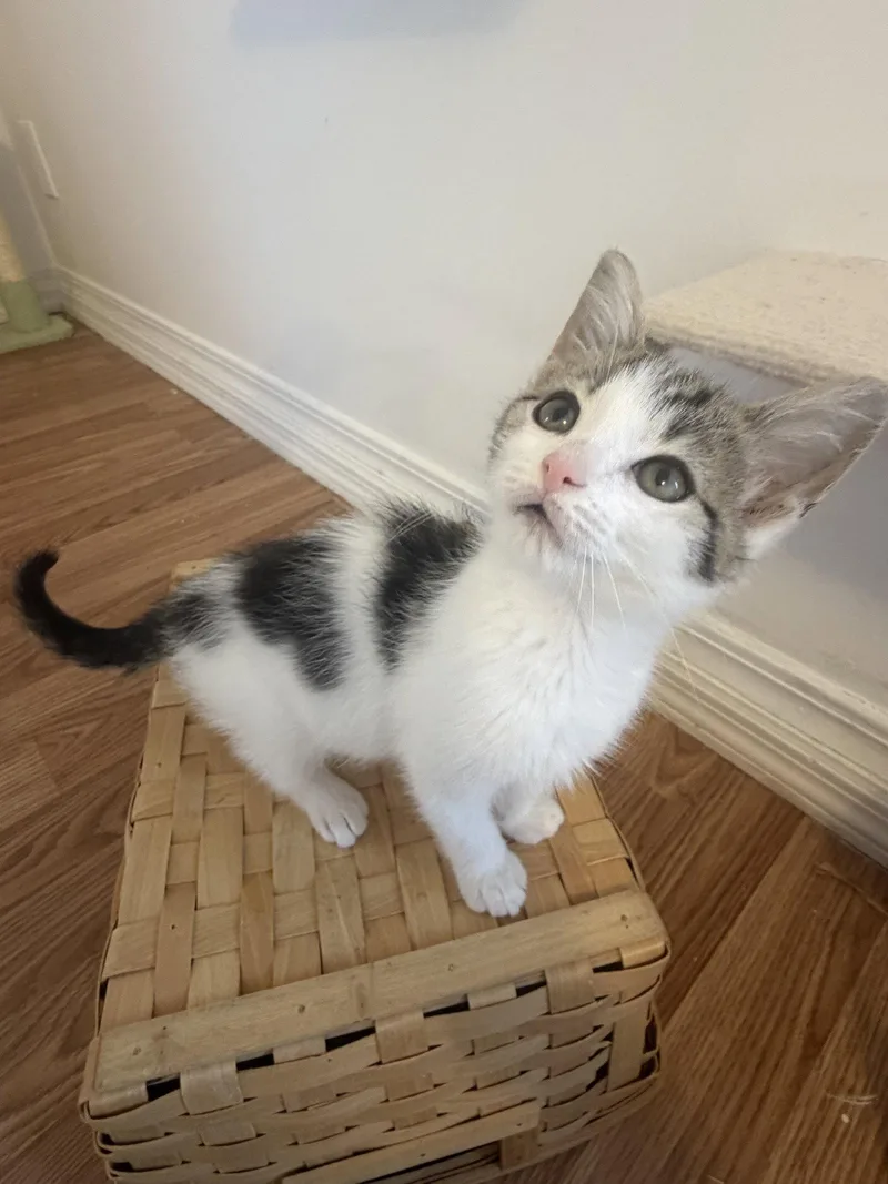 A baby medium-sized female Domestic Short Hair cat named Jg Litter Sandy for adoption in Livonia, MI