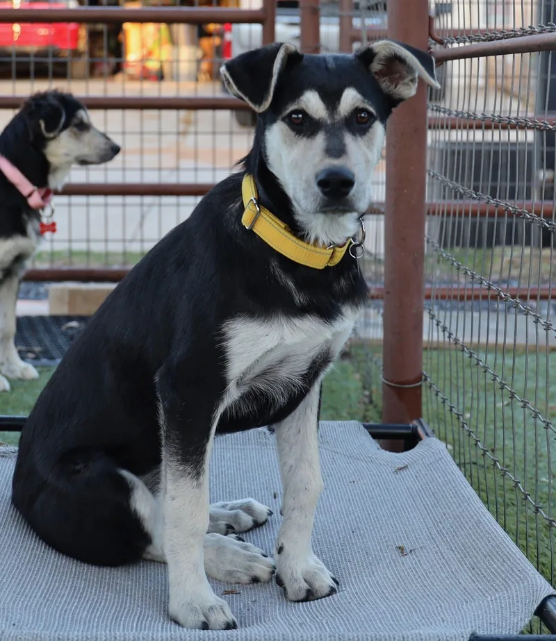 A young medium-sized female Hound dog named Bunny for adoption in Keller, TX