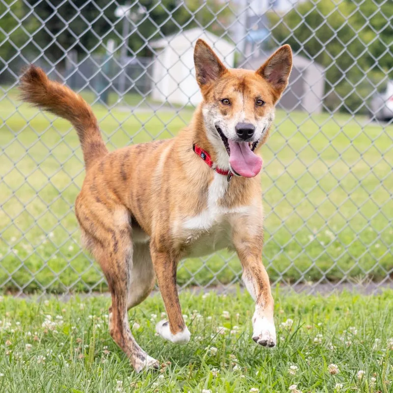 An adult medium-sized male Brown / Chocolate Shepherd dog named Bali for adoption in Wilmington, DE